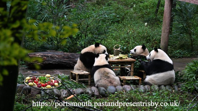 Lembah Panda Wolong: Surga Konservasi di Sichuan